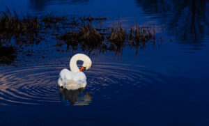 IMG_1555-6